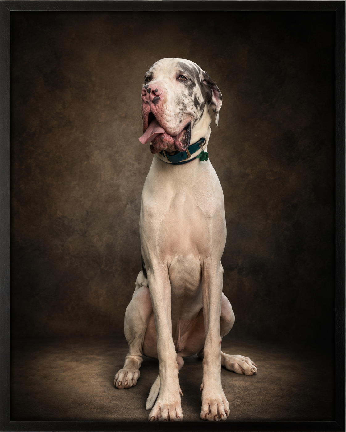 A Great Dane from the NuDanes pack, studio portrait